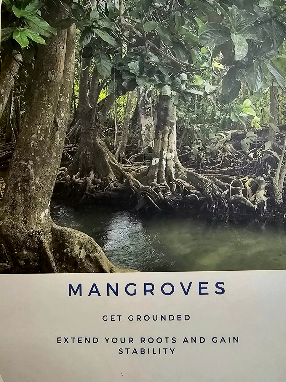 An image of a mangrove forest, followed by text that says, "Mangroves.  Get grounded.  Extend your roots and gain stability."