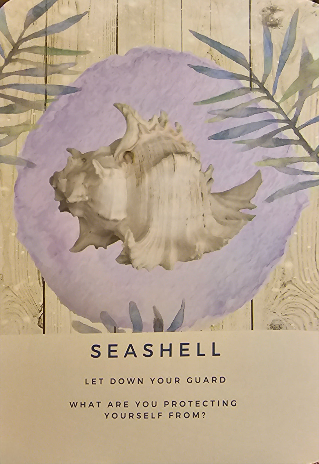 Oracle for the Week of 25 September 2023 - Seashell